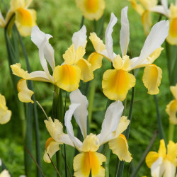 Цибулини ірису Hollandica Montecito