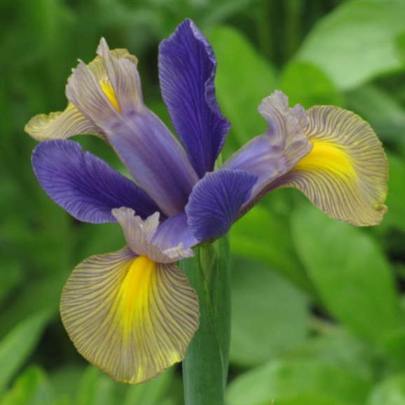 Цибулини ірису Hollandica Valentine