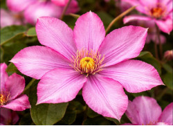 Кореневища клематису Paradiso