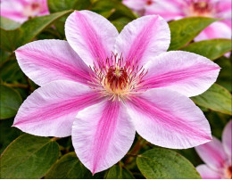 Корневища клематиса Nelly Moser