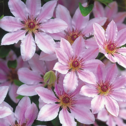 Кореневища клематису Nelly Moser