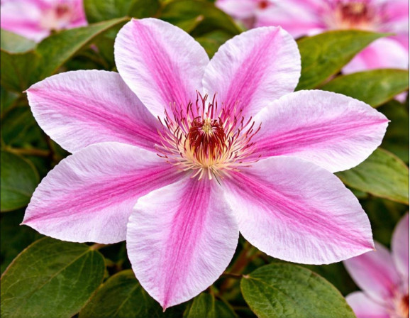 Корневища клематиса Nelly Moser