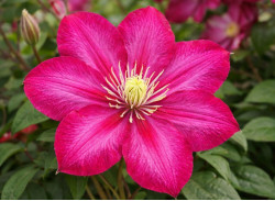 Корневища клематиса Ville de Lyon