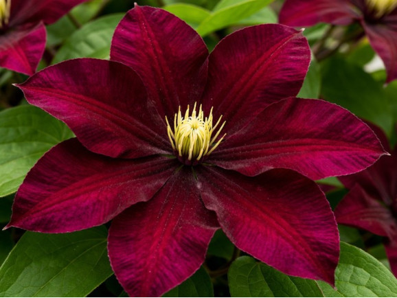 Корневища клематиса Niobe