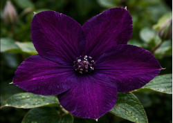 Корневища клематиса Dark Eyes