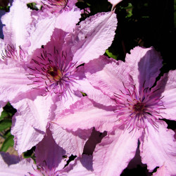 Кореневища клематису Hagley Hybrid