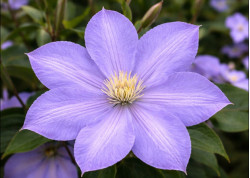 Кореневища клематису Mrs Cholmondeley