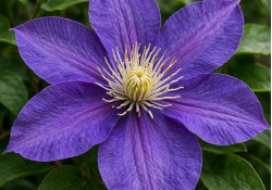 Кореневища клематису Arabella 