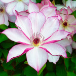 Кореневища клематису Omoshiro