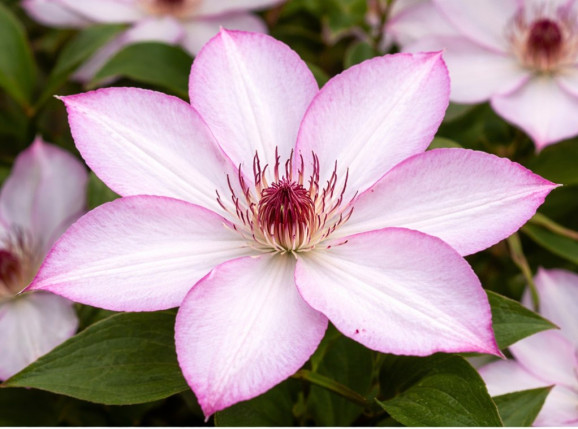 Корневища клематиса Omoshiro