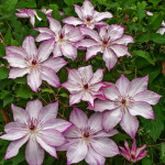 Кореневища клематису Omoshiro