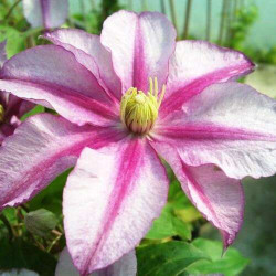 Кореневища клематису Lasting Love