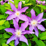 Кореневища клематису Palette