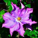 Кореневища клематису Palette