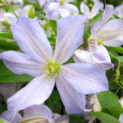 Кореневища клематису Dutch Sky