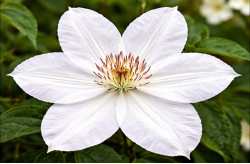 Корневища клематиса Henryi 