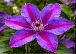 Кореневища клематису Mrs N. Thompson