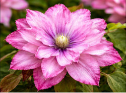 Корневища клематиса Pink Passion