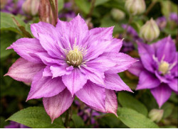 Кореневища клематису Rollercoaster