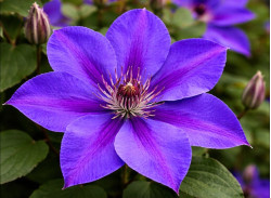 Корневища клематиса The President