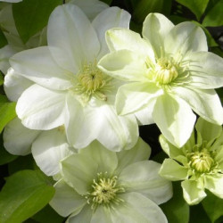 Кореневища клематису Guernsey Cream