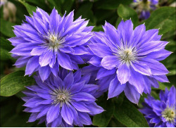 Кореневища клематису Teshio