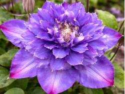 Кореневища клематису Vyvyan Pennell