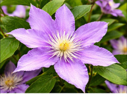 Корневища клематиса Palette