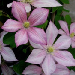 Кореневища клематису Caroline 