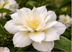 Корневища клематиса Mary-Claire