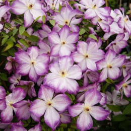 Кореневища клематису Pernille