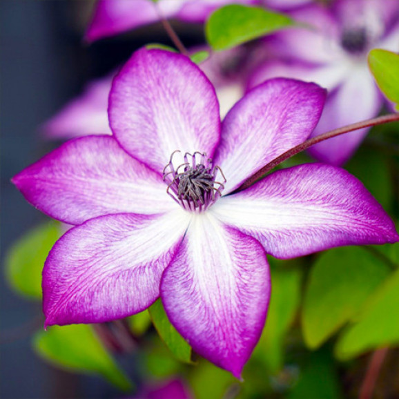 Кореневища клематису Pernille