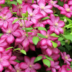 Кореневища клематису Ville de Lyon