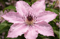 Корневища клематиса Hagley Hybrid