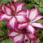 Кореневища клематису Picotee