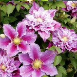 Кореневища клематису Piilu