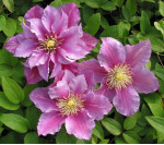 Кореневища клематису Piilu