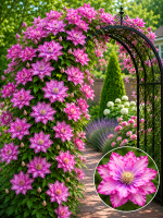 Кореневища клематису Pink Passion