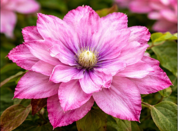 Корневища клематиса Pink Passion