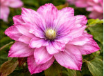 Кореневища клематису Pink Passion