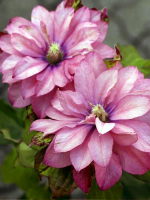 Кореневища клематису Pink Passion