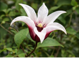 Корневища клематиса Princess Kate