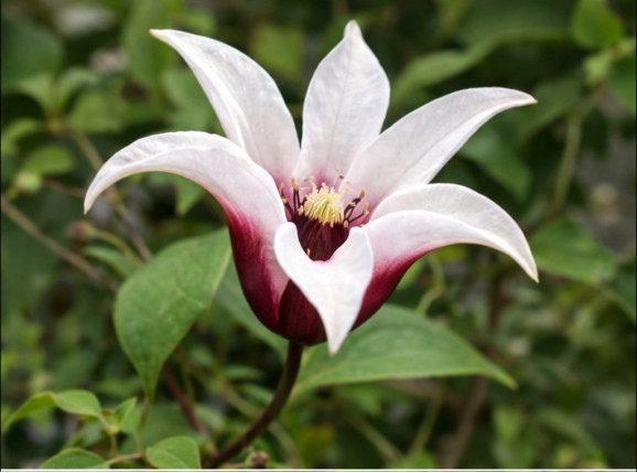 Корневища клематиса Princess Kate