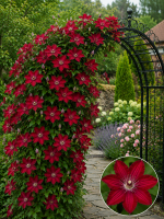 Кореневища клематису Red Passion