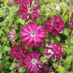 Кореневища клематису Red Passion