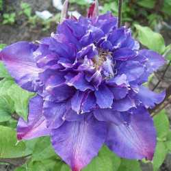 Кореневища клематису Vyvyan Pennell