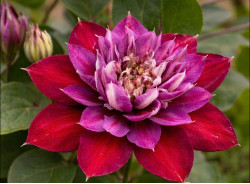 Корневища клематиса Temptation