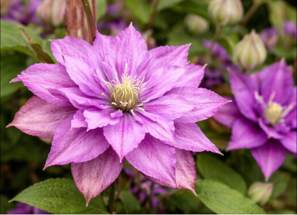 Корневища клематиса Rollercoaster