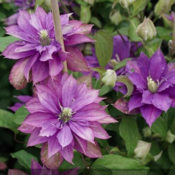 Кореневища клематису Rollercoaster