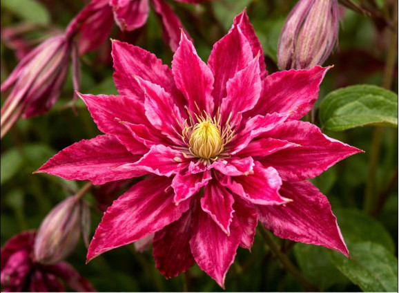 Корневища клематиса Rosalyn